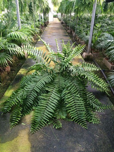 Helecho macho - Dryopteris filix mas