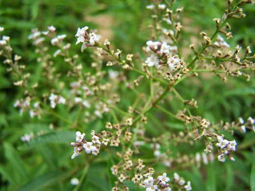 Hierba Luisa - Lippia Citriodora