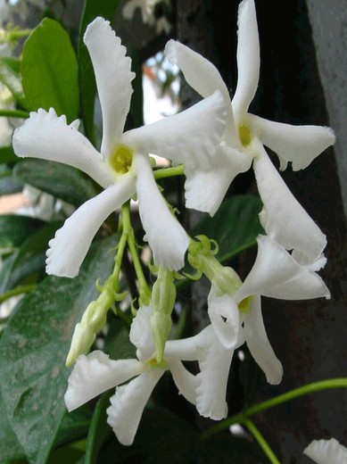 Jazmín estrellado - Trachelospermum jasminoides