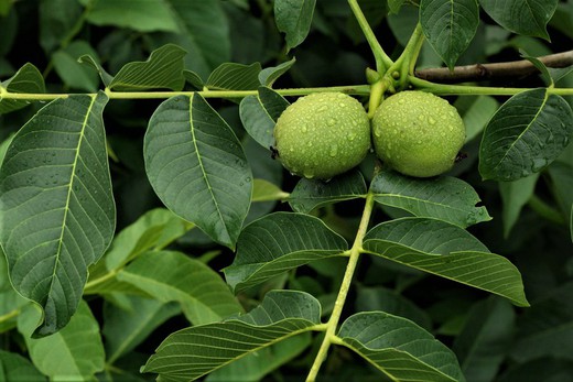 Juglans regia- Nogal