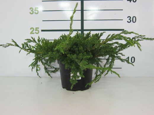 Juniperus horizontalis  Blue Chip