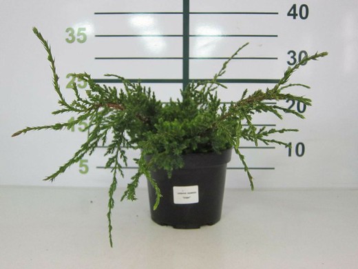 Juniperus Squamata  Holger