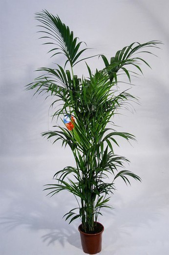 Kentia Howea Fosteriana 2,0 m.