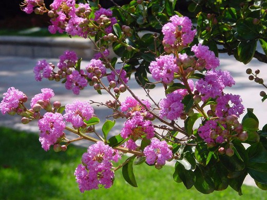 Lagerstroemia Indica - Árbol de Jupiter Arbusto