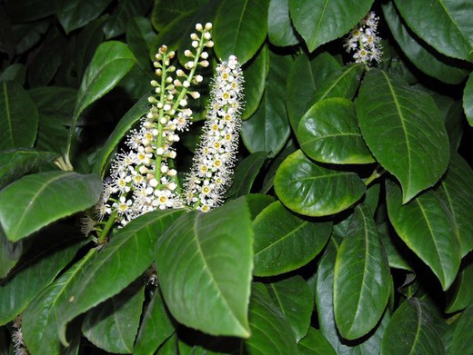 Laurel Cerezo - Prunus laurocerasus