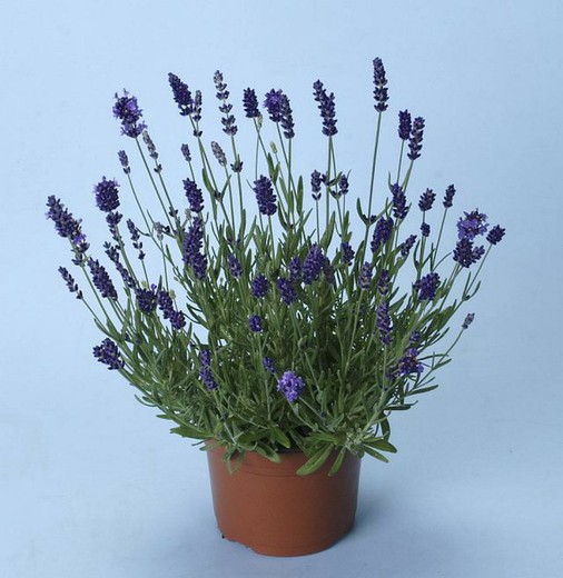 Lavanda angustifolia