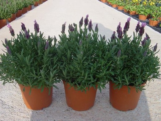 Lavanda - Lavandula stoechas