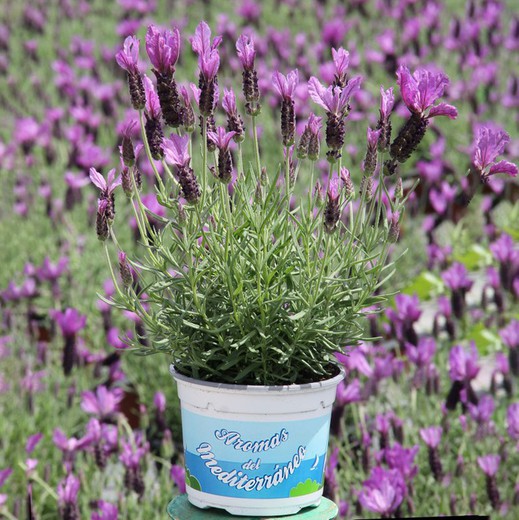 Lavanda - Lavandula Stoechas