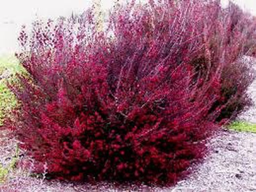 Leptospermo o Manuka - Leptospermum Scoparium