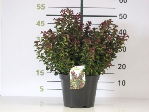 Leucothoe Axillaris Curly Red