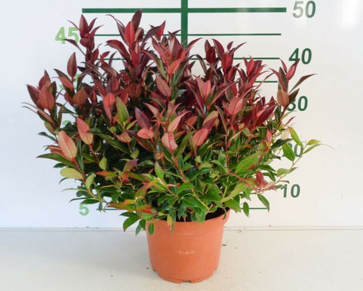 Leucothoe Zeblid