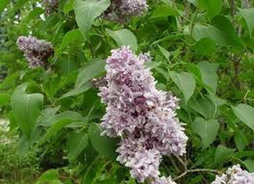 Lila Común - Syringa vulgaris