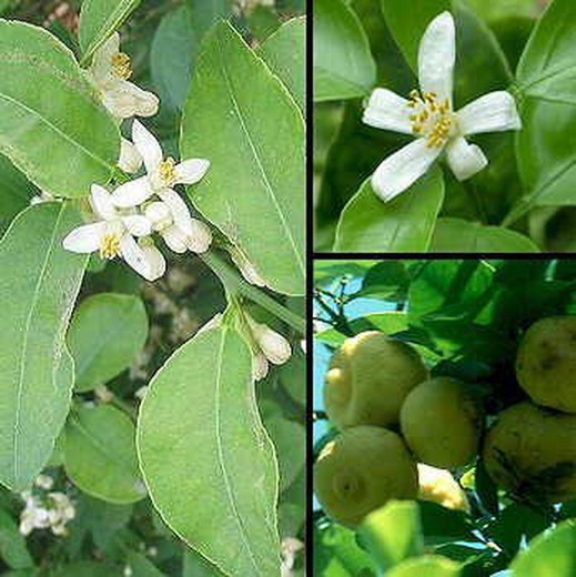 Lima Citrus Aurantifolia