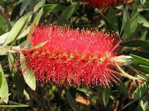 Limpiatubos - Callistemo - Callistemon citrinus