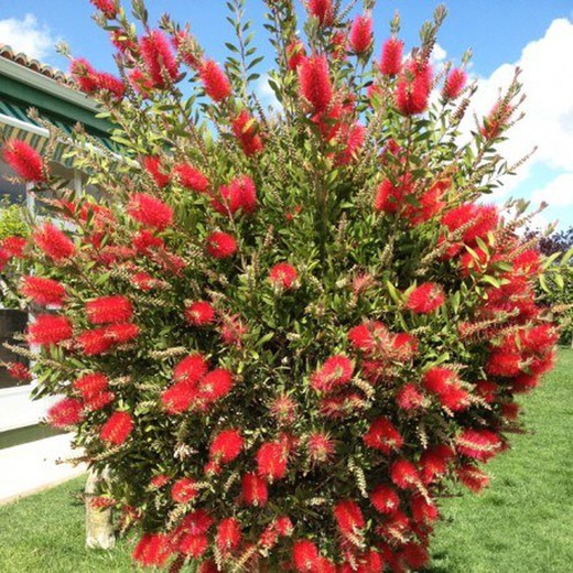 Limpiatubos - Callistemon Laevis