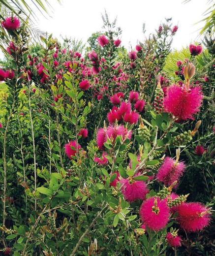 Limpiatubos De Flor Rosa - Callistemon viminalis Hot Pink