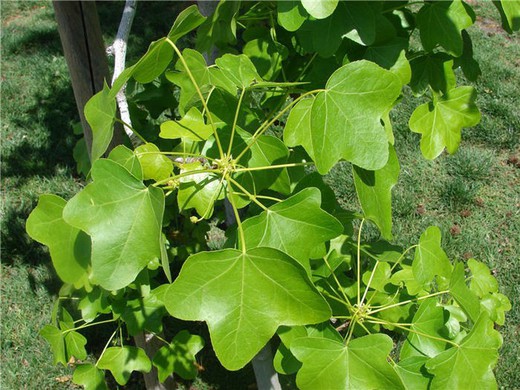 Liquidambar Styraciflaua Rotundiloba