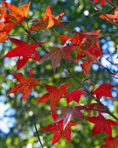 Liquidambar Styraciflua