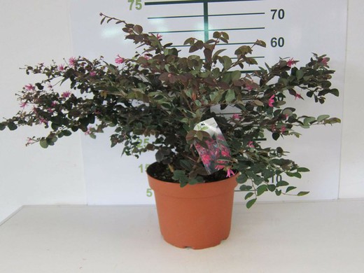 Loropetalum chinensis