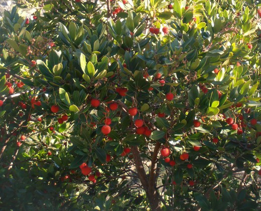 Madroño- Arbutus unedo