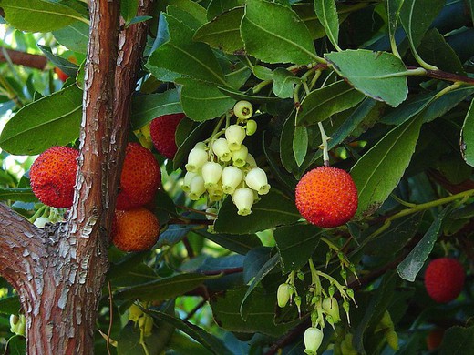 Madroño - Arbutus unedo