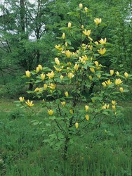 Magnolia de Hoja Caduca - Magnolia Daphne — Verdify