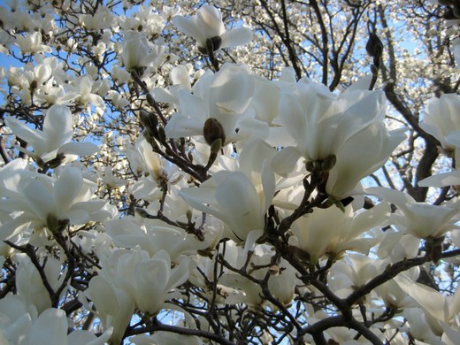 Magnolia de Hoja Caduca - Magnolia Jade Lamp
