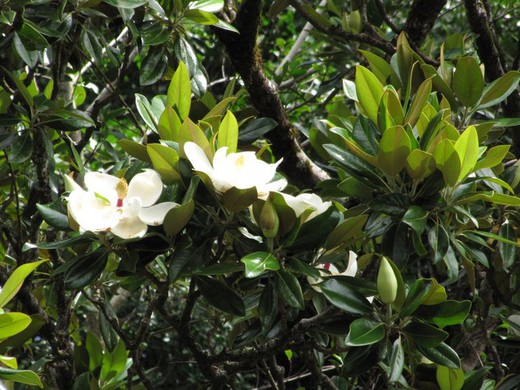 Magnolia grandiflora Little Gem