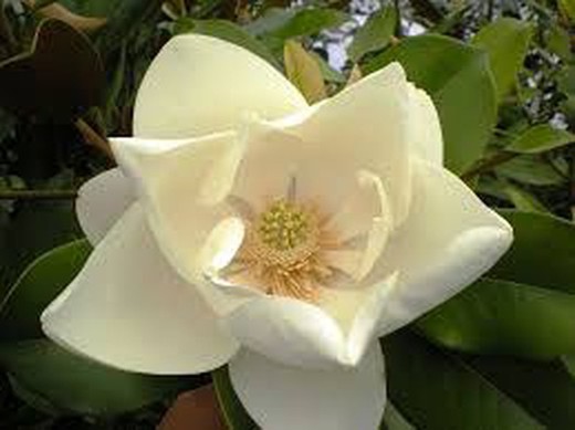 Magnolia grandiflora  Nantais