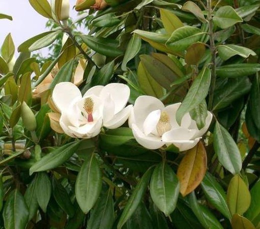 Magnolia - Magnolia Grandiflora