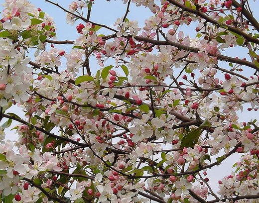 Malus Everest - Manzano de Flor Everest