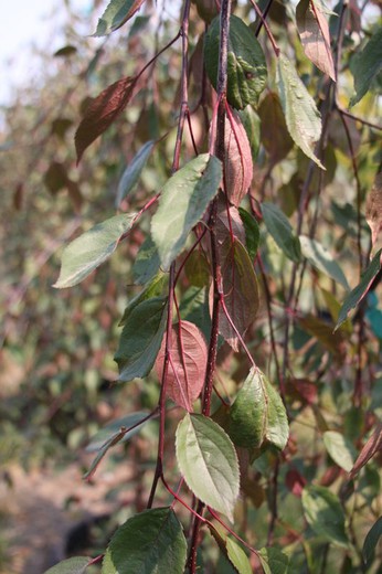 Malus Royal Beauty