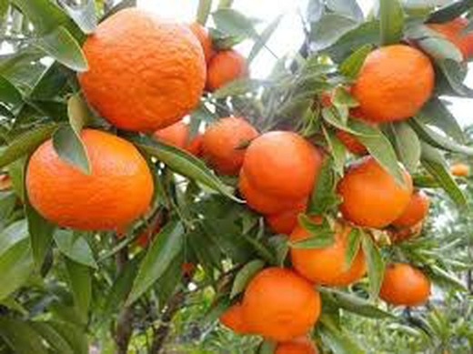 Mandarino Citrus Reticulata