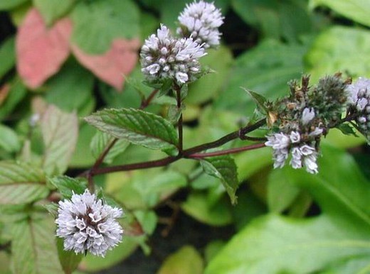 Menta piperita - Mentha × Piperita