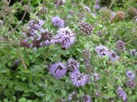 Menta Poleo - Mentha pulegium