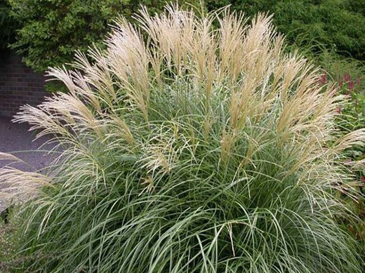 Miscantus - Miscanthus Sinensis