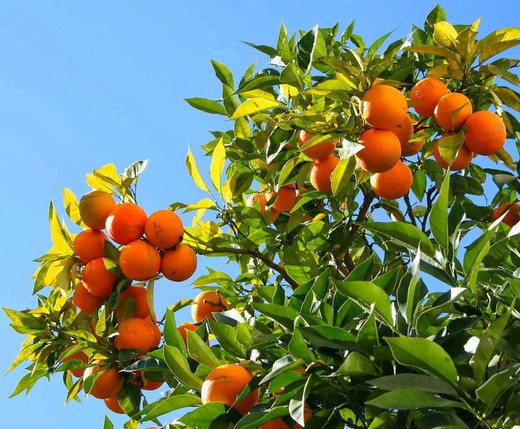 Naranjo Citrus sinensis