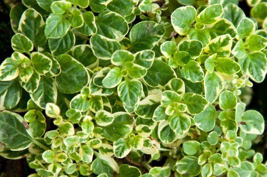 Orégano - Origanum vulgare