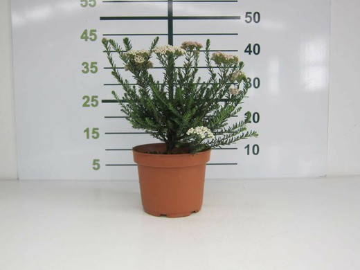 Ozothamnus Rosmarinifolia Silver Jubile