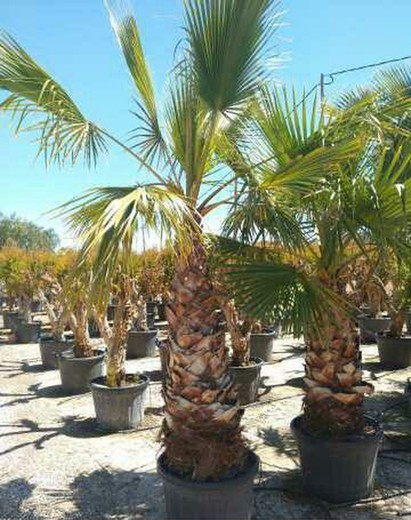 Palmera Washintonia Robusta