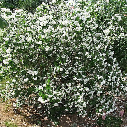 Philadelphus virginalis Minnesota - Philadelphus virginalis Minnesota Snowflake