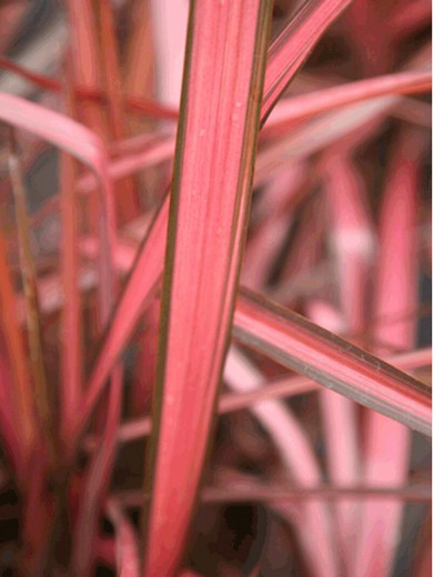 Phormium  Evening Glow