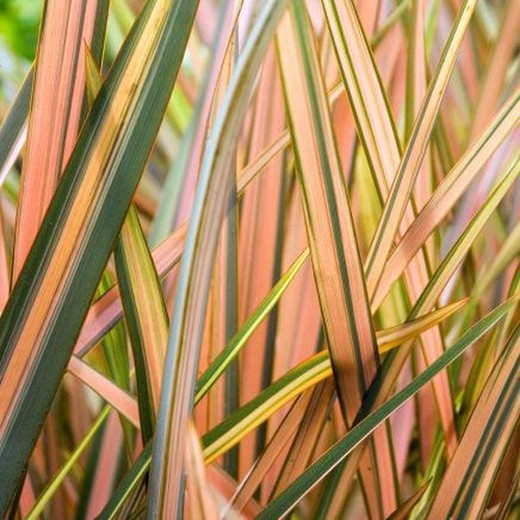 Phormium Rainbow Sunrise