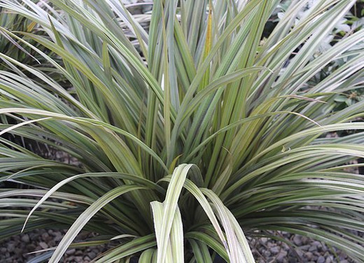 Phormium Surfer Green