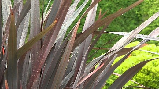 Phormium Tenax Purpureum