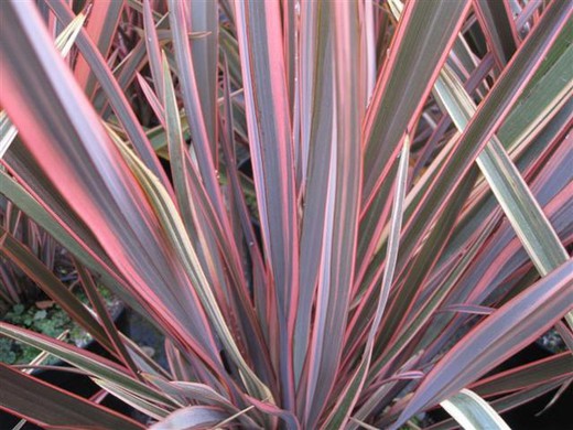 Phormium Tenax Sundowner