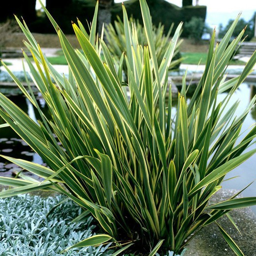 Phormium Tenax Variegata