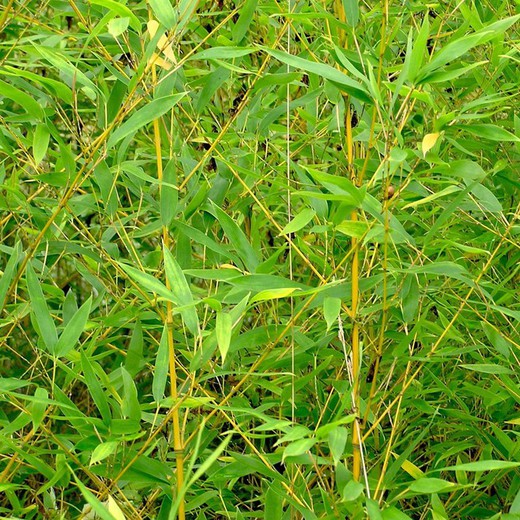 Phyllostachys Aurea - Bambú Dorado 15L
