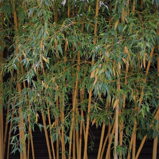Phyllostachys Bambusoide