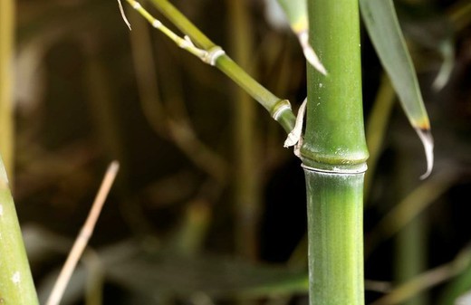 Phyllostachys Bissetii - Bambú Bisset
